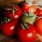 tomatoes on vine